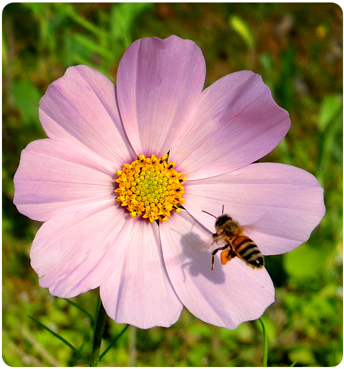 bee and wildflower - click on image to return
