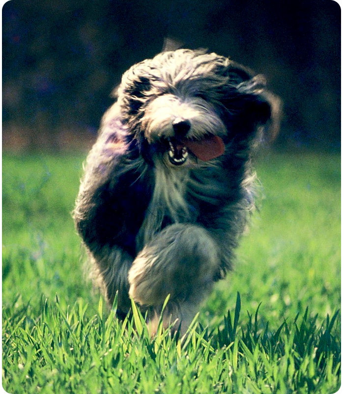 bearded collie - click on image to return
