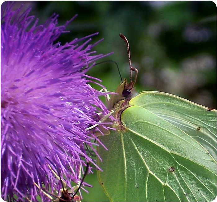 brimstone butterfly - click on image to return