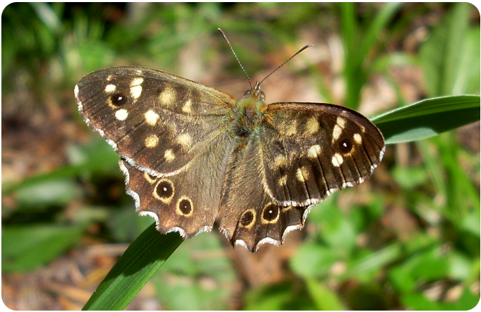 speckled wood butterfly - click on image to return