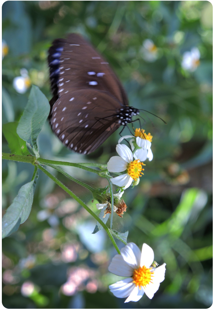 butterfly - click on image to return