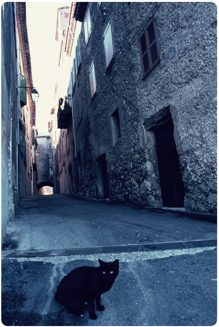 black cat in an alley - click on image to return