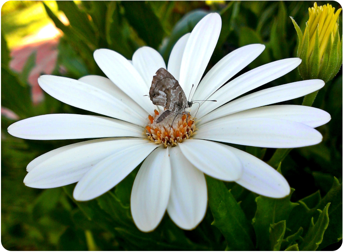 butterfly on a daisy - click on image to return