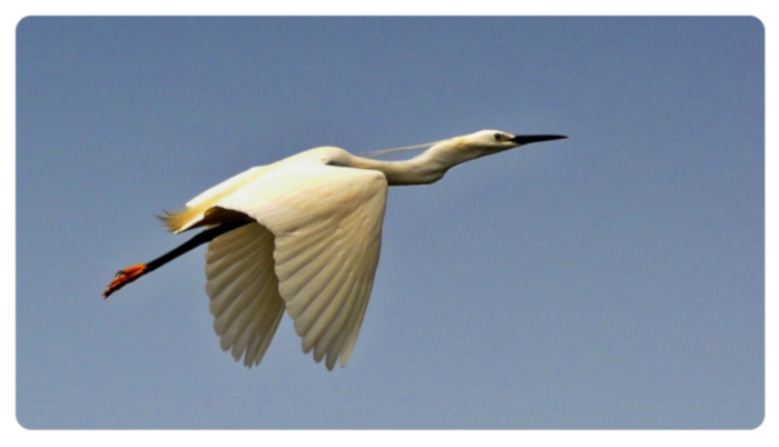 egret in flight - click on image to return