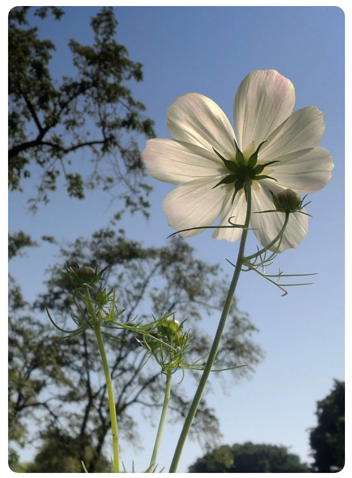 wildflower - click on image to return