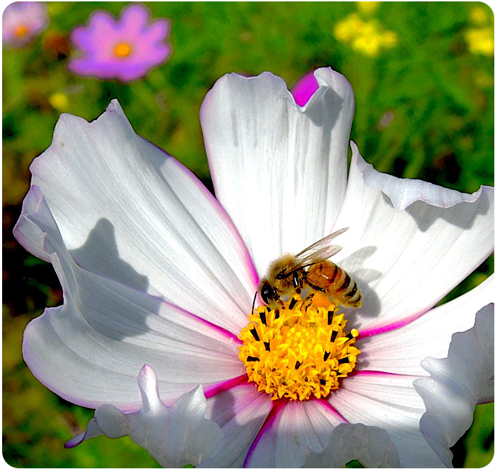 bee on a flower - click on image to return