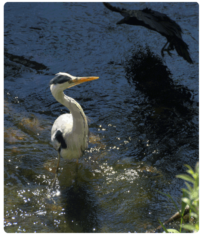 grey heron mobbed by crow - click on image to return
