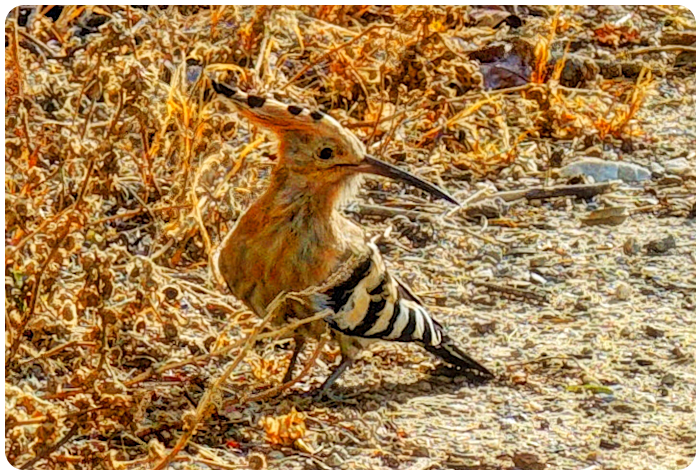 hoopoe - click on image to return