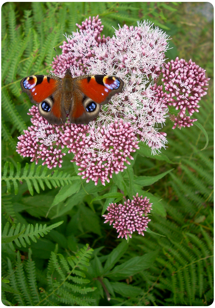 peacock butterfly - click on image to return
