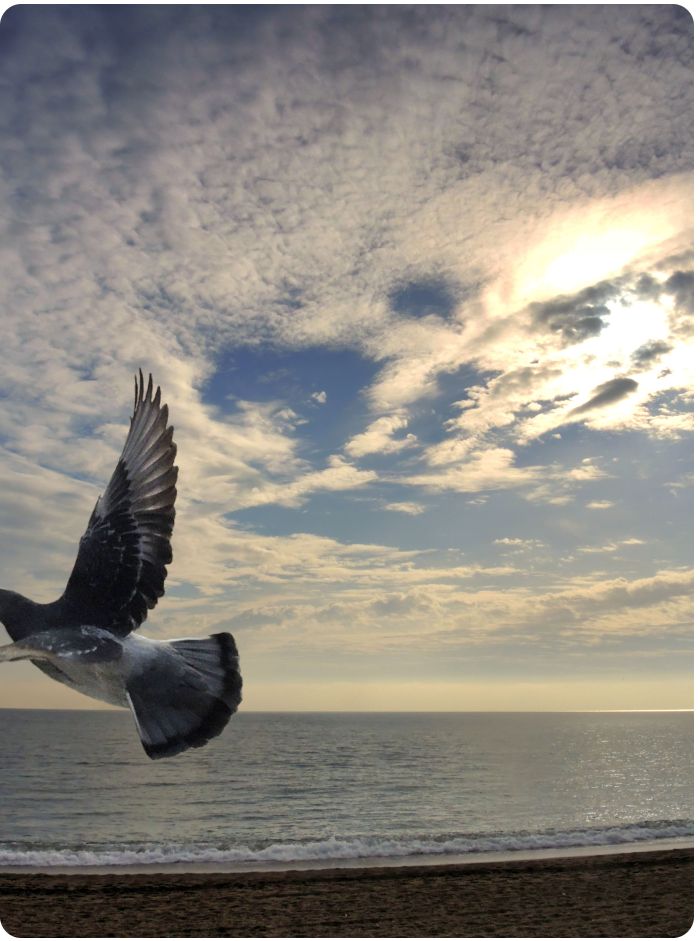 pigeon seaside - click on image to return