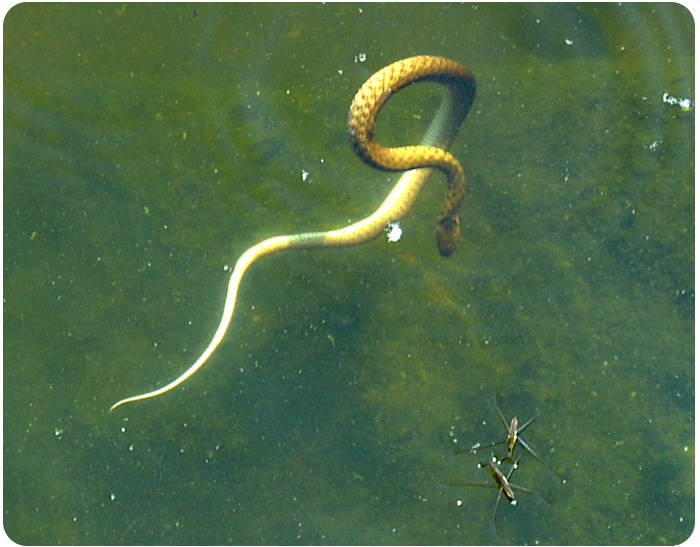 watersnake - click on image to return