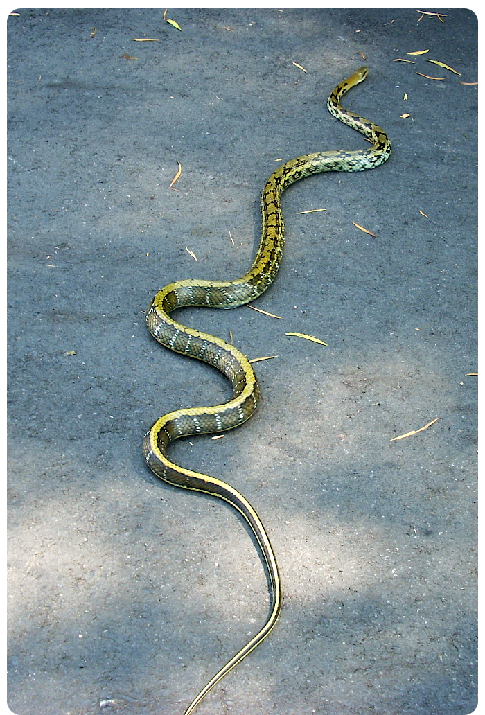 Beauty rat snake - click on image to return